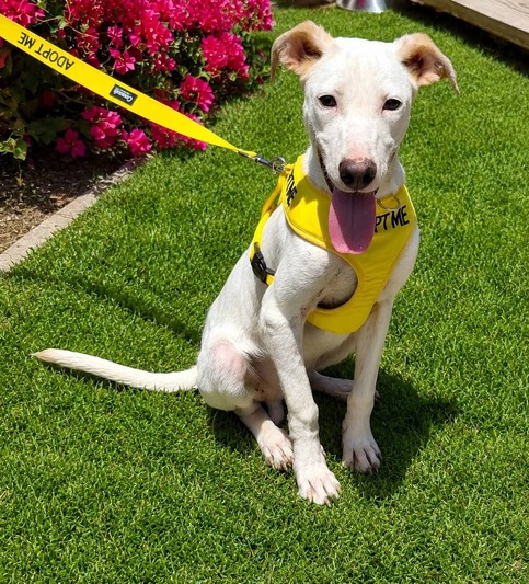 Feather