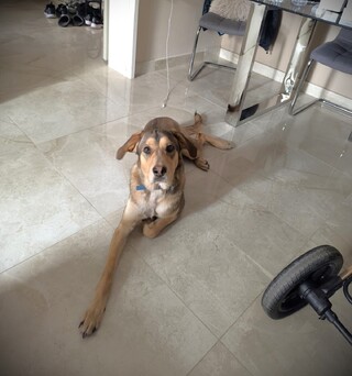 ROCKY ADOPTED