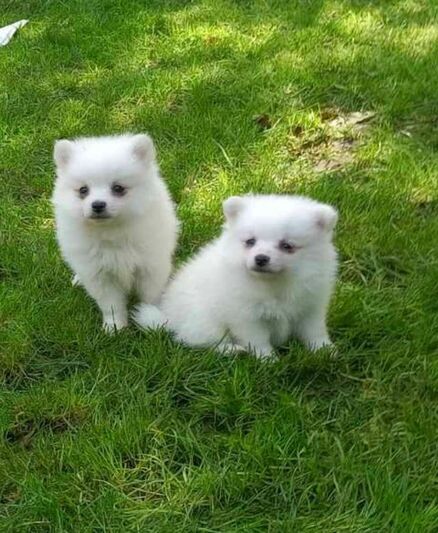Pomeranian-vika