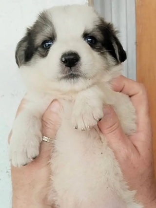 Teddy!
