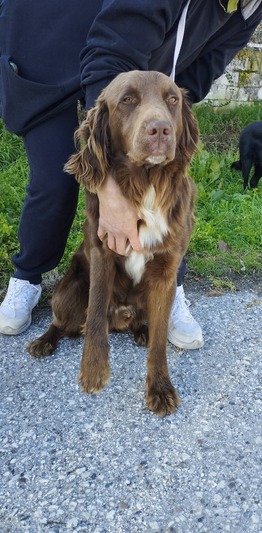 Bruno