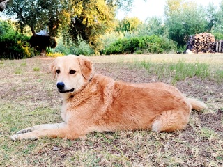 Fili