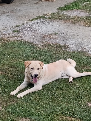 Max