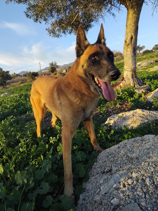 Ντίμακ