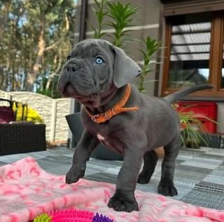 Cane corso-pegy
