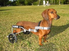 Χαρίζονται αναπηρικά καροτσάκια για σκύλους!