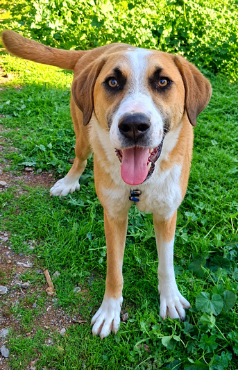 Scooby