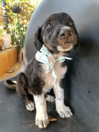 Taz