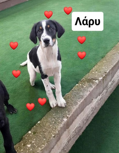 ΛΑΡΥ 4 ΜΗΝΩΝ