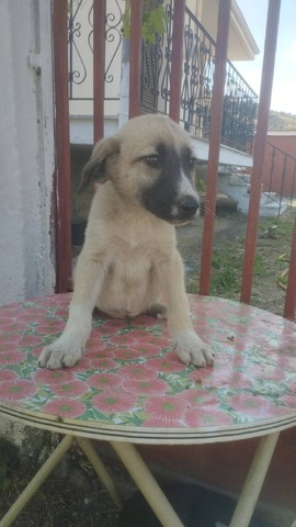 Faidra