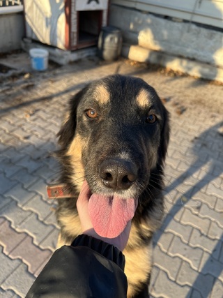 Bolek