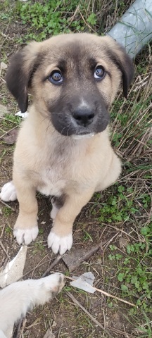 BEAR(αρκουδος)