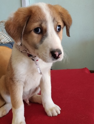 ΠΡΙΓΚΙΠΑΣτυφλος