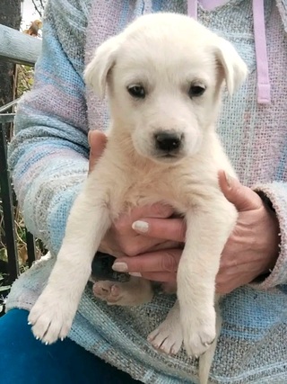 Γλυκός μπελάς!