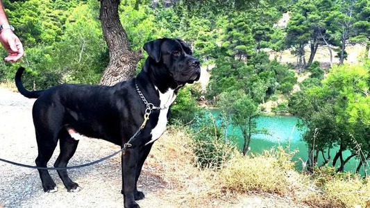 Μάξιμο
