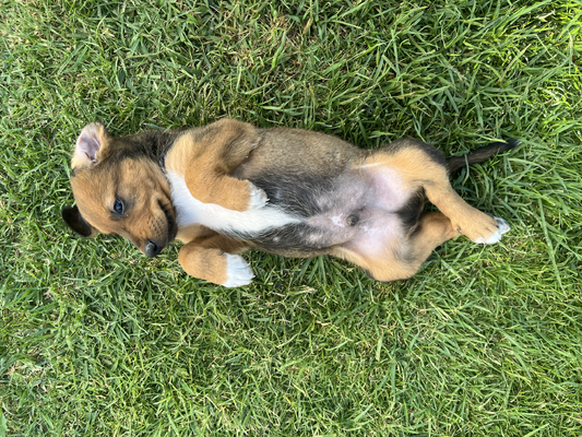 Brownie