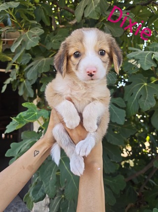 Dixie
