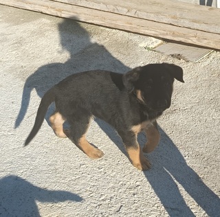 Κουτάβι θηλυκό