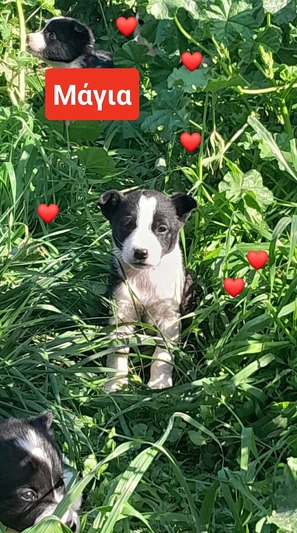 Μάγια 2μηνών