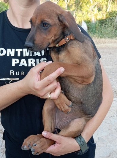 Χανα