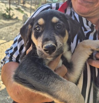 Ρωμαίο