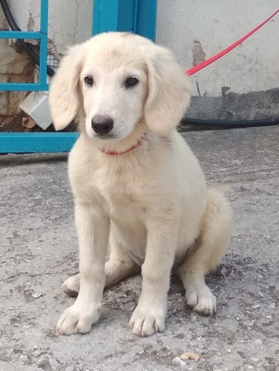 ΙάνθηΛαμπραντόρ