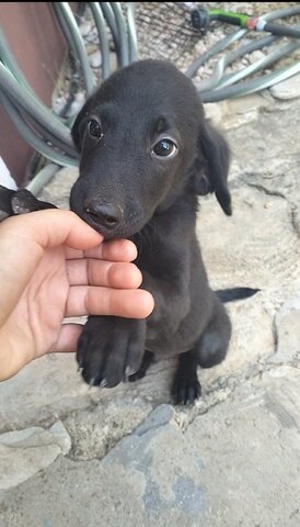 Diego
