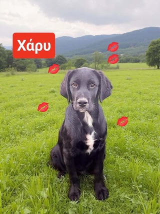 XAPY, 4,5 ΜΗΝΩΝ