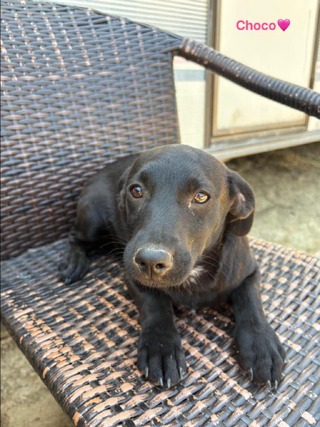 Choco