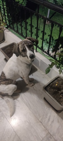 Bubba
