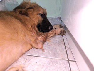 LEO