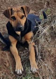 ΆσσαΛαμπραντόρ