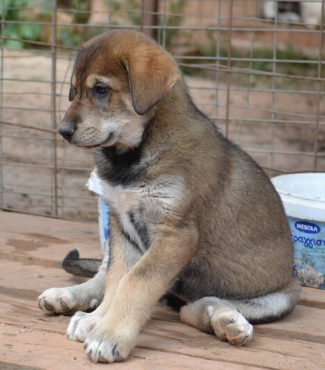 Κάρυ Λαμπραντόρ