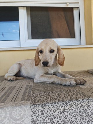 Μήτση