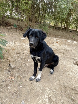 BAXIE