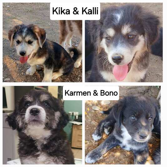 3Κ & Bono