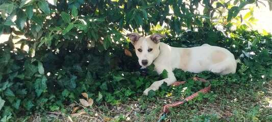 Tornillo