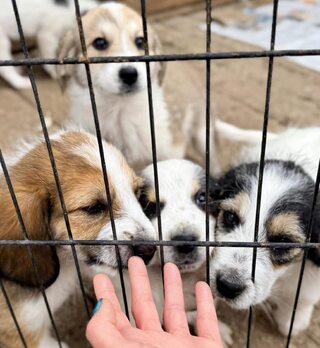 Κουταβάκια