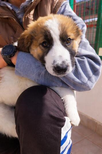 ♥️Φοίβος ♥️