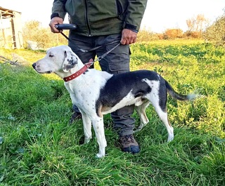 DalmatianPointe