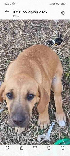 Τζίνα προσωρινά