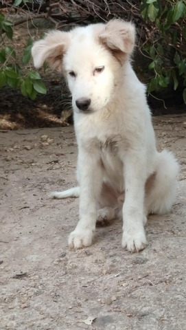 CASPER