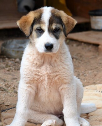 Κιρα Λαμπραντόρ