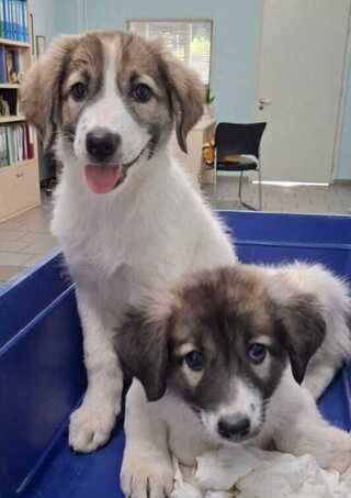 Ιόλη και Ιουλία