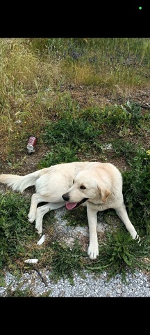 Μπρούνο