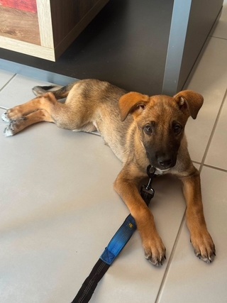 Nayla